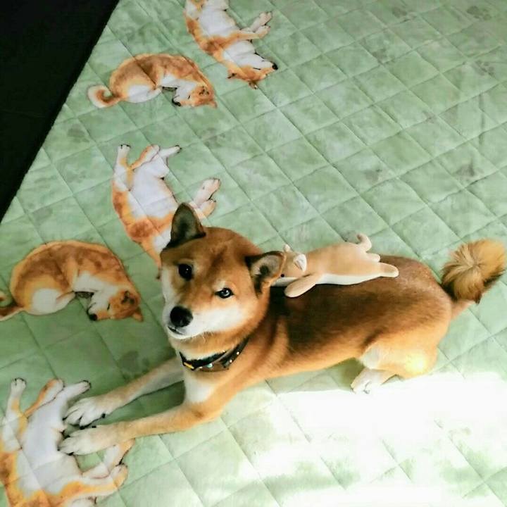 C179e31c aeac 40e5 8213 f86a6300e30f 1542765164264