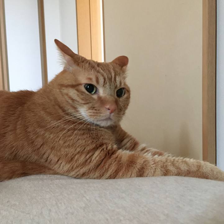 C17adfa2 be6f 47b0 a478 53d943483a11 1588376770403