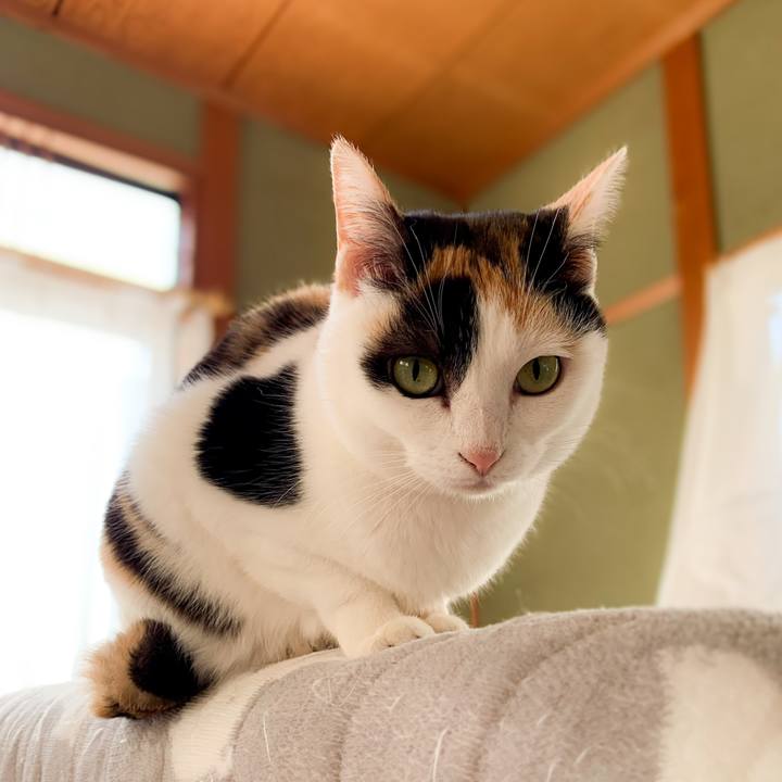 C17dedb3 6b8a 474a 960a 0dc3ce11cd07 1587607338560