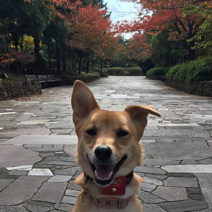 C17e66eb c859 43cb 9381 2adebb5242ad 1509508317091