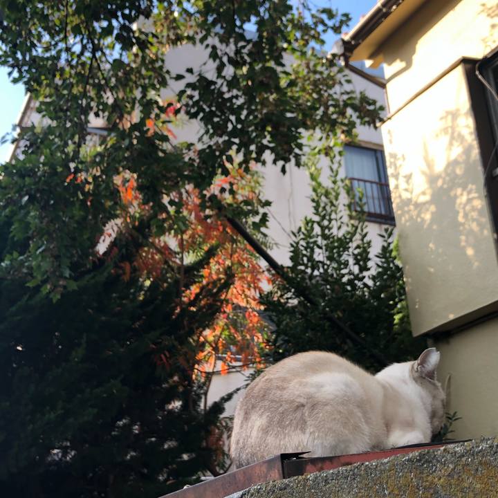 C181154f 9cad 4f68 bf66 c2c5e6f679ca 1572732509384