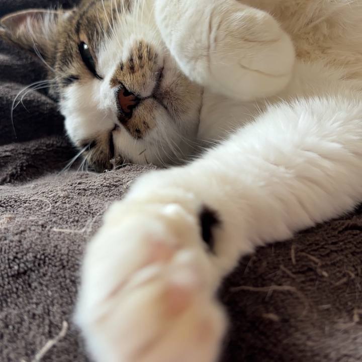 C184fd81 139f 4336 bdfa 3816b65619b8 1766206313311