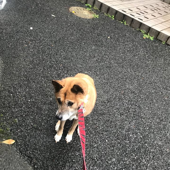 C19a20b9 e92e 4d41 a9c5 e59dbc5831f1 1508885098394