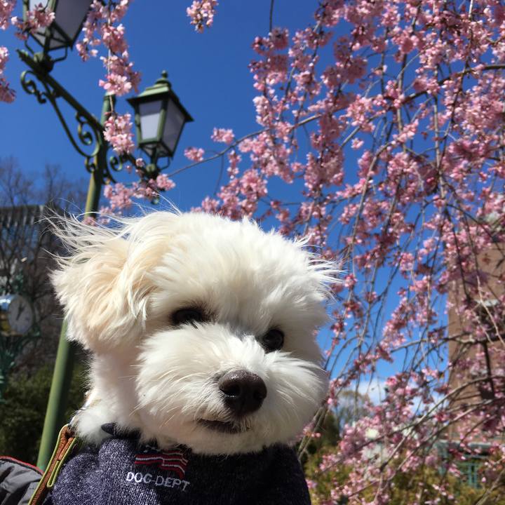 C19b3753 e13a 489b ace7 73a17b022acc 1553606596517