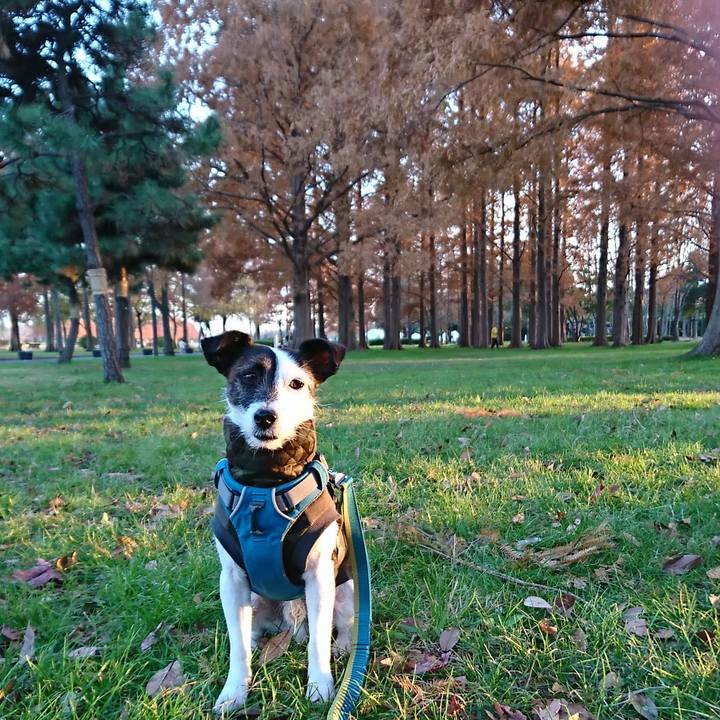 C19bc5fe 427d 4956 8d4a 6b05fcb4fd10 1512198131263