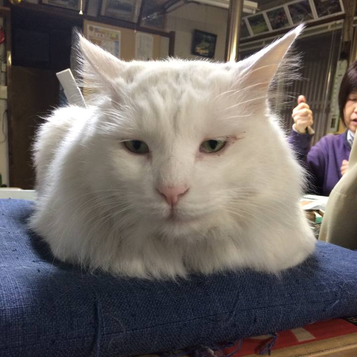 C19ea168 11dd 4ec5 8794 da95406ffcc9 1512080748614