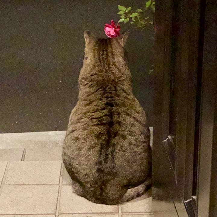 C19f07c9 0fc3 442a a96b 4f572b008675 1544746198370