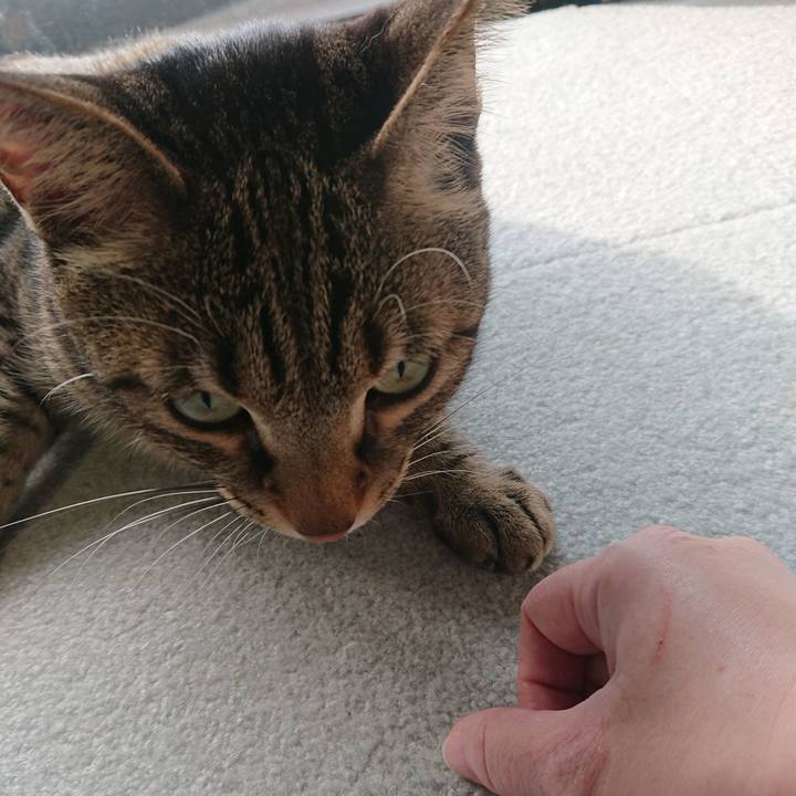 C1a055a8 7fc5 432c a43f d18d0535931e 1575175435461