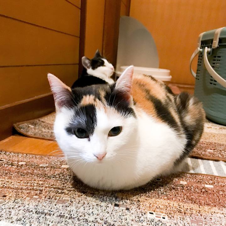 C1a956d4 2799 468b 8093 17b00da698d1 1523411243786