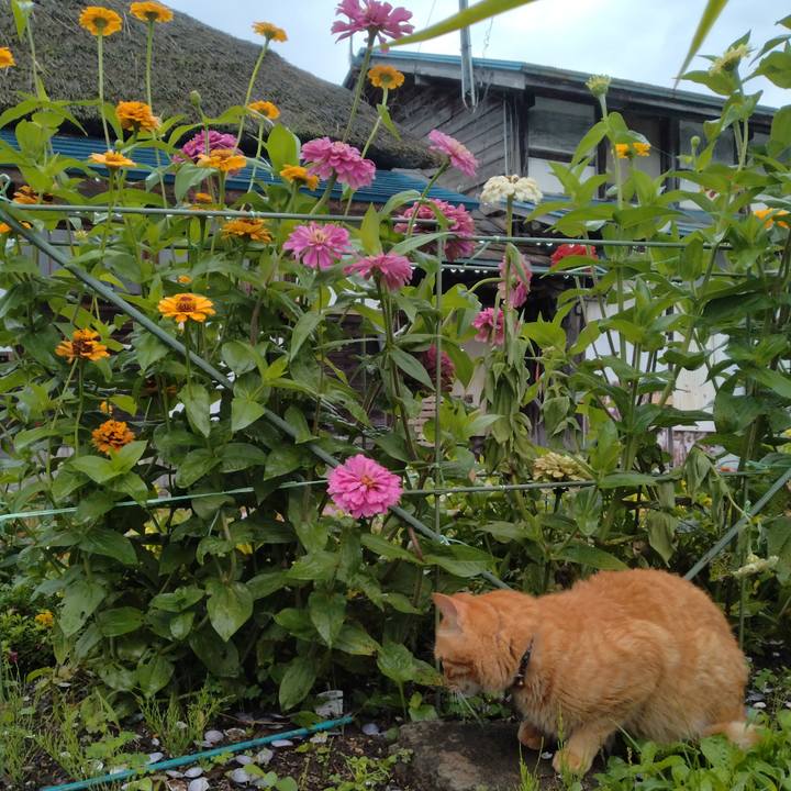 C1aa0586 3469 4265 8d66 c23cba50225e 1721427135957