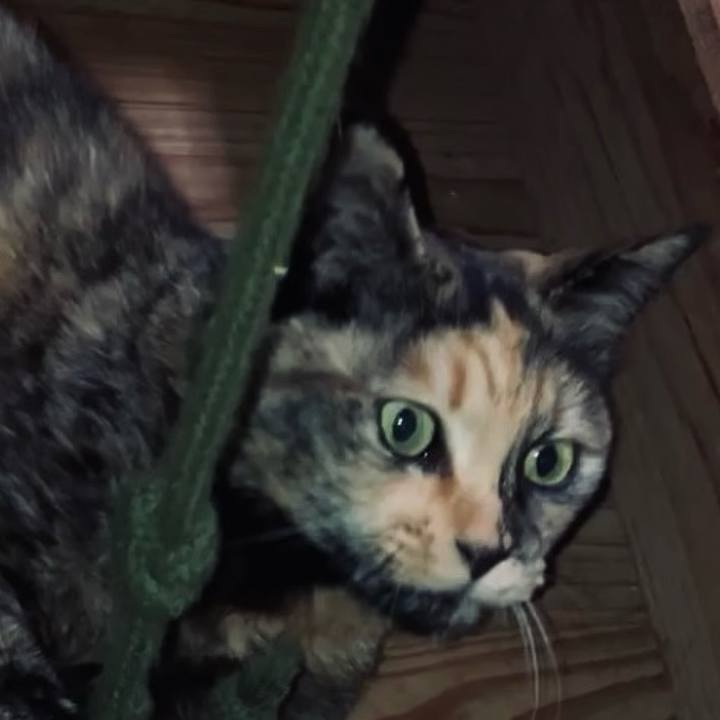 C1ab0997 49e3 4f54 81c1 ccf433f56742 1742242605494