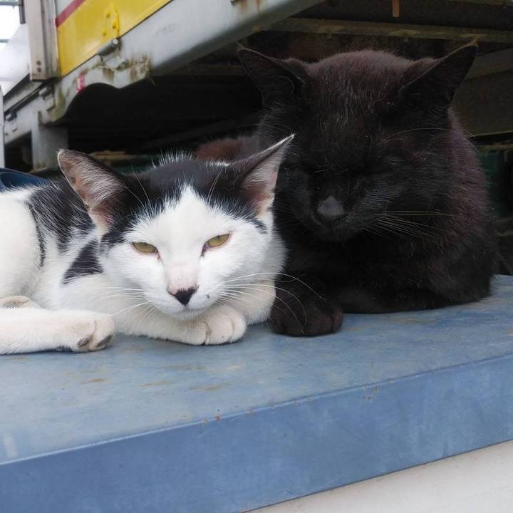 C1afede8 64e5 4cdb 9f76 2393eecd89b5 1589247136502