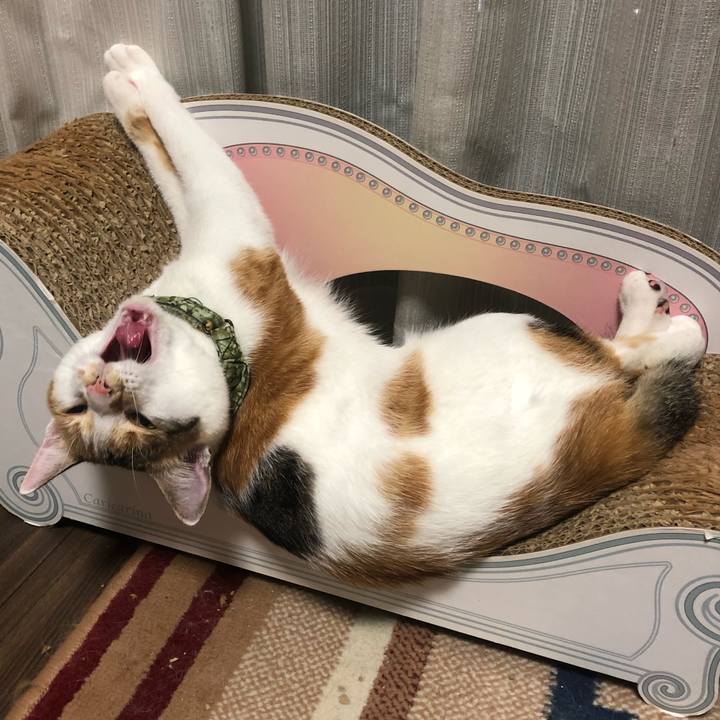 C1b1227d d7f5 43d3 a565 8a0162305324 1598533979662