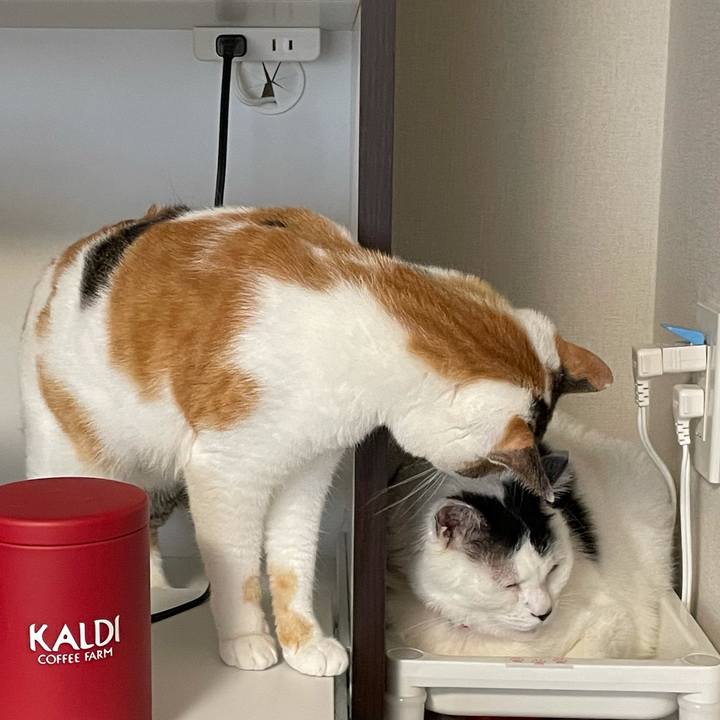 C1bb0f31 9e47 4a3b 8d79 22e7c94ca338 1621567853107