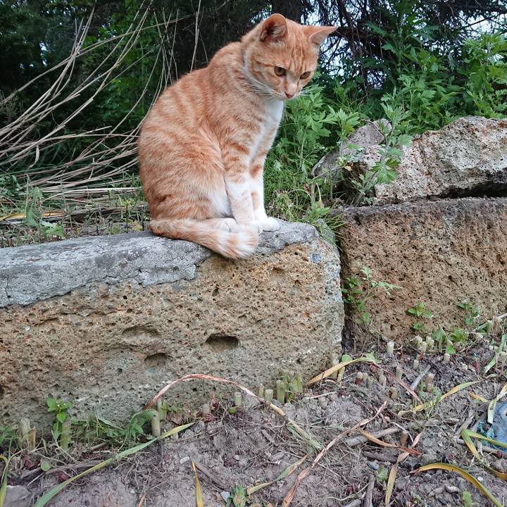 C1bb74f9 215f 4a03 be94 f4dfd67d34b7 1591004749477