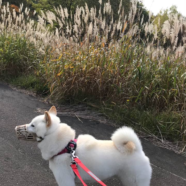 C1bc2ccf 34b7 4053 8251 1fd4f60eca33 1539386150556