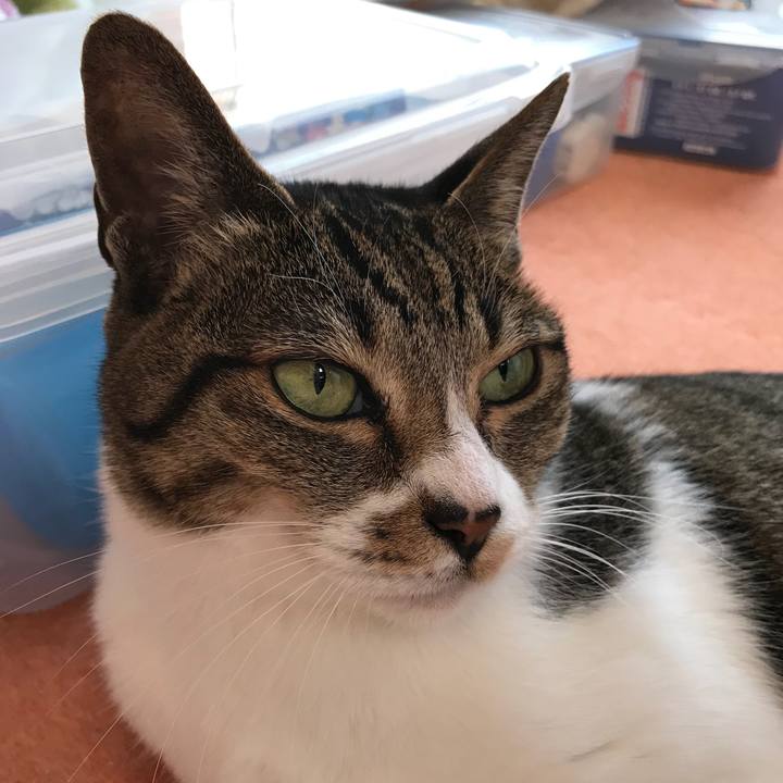 C1bce383 d97b 4de4 91a3 ec558e57dd1e 1511571640345