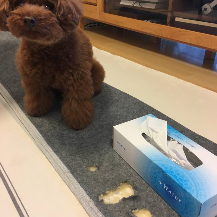 C1bd50e5 b5f1 4c42 9943 cc10bc6793a2 1564096898452