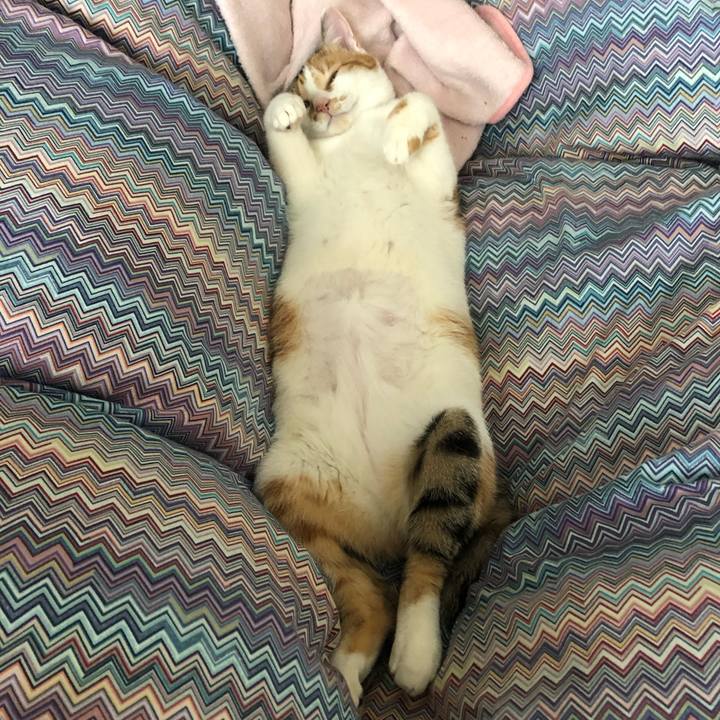 C1c11fde bd53 4ee8 907a 46fb2ed85d3d 1583029058045