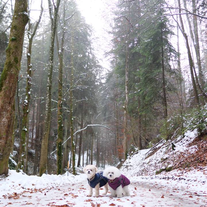 C1c2cdfa f7b8 4f83 b29a ff2e9832cb94 1764672418865