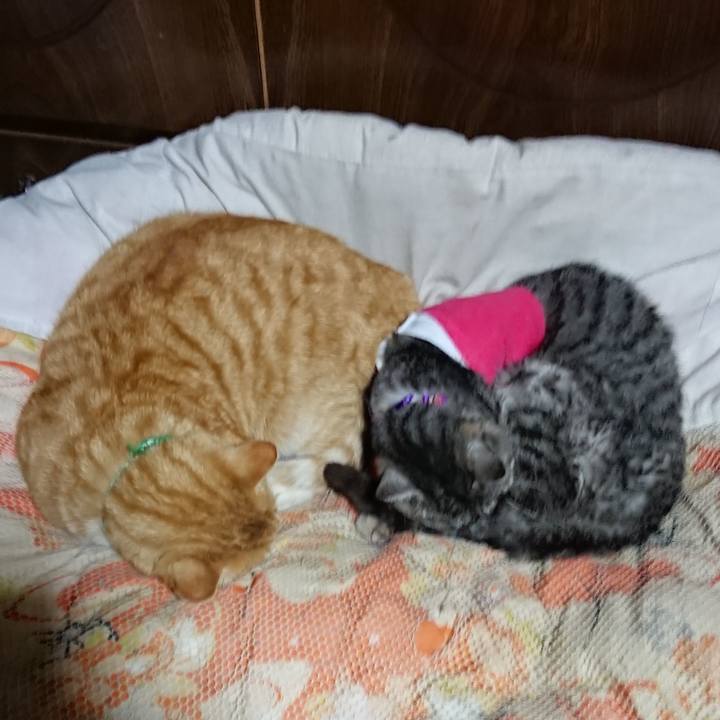 C1c43d05 d9a5 4ccb a5d5 d7db5c1556ab 1586611765320