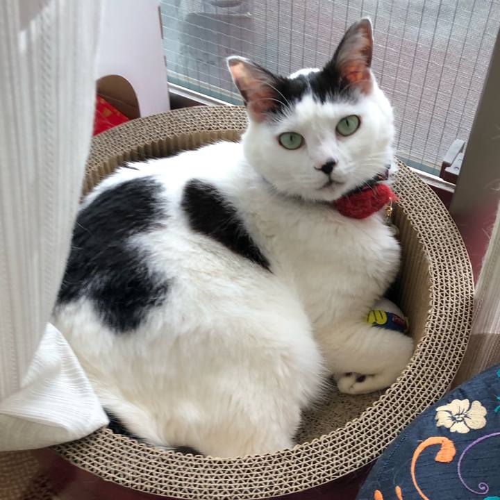 C1c7d5c8 48c4 4352 b9a0 91466320a4b2 1527549676236