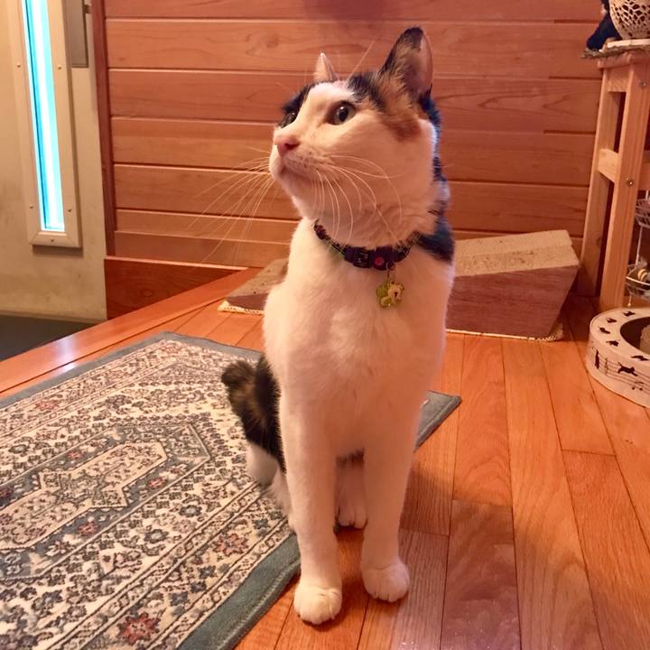 C1c9e945 ad64 42a8 abb0 6a614c34713b 1524994845862