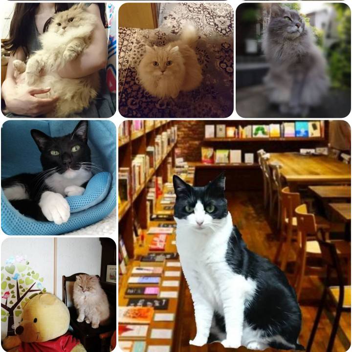 C1ca84fa ffce 4cca 95e2 fa9c1326001e 1558096000109