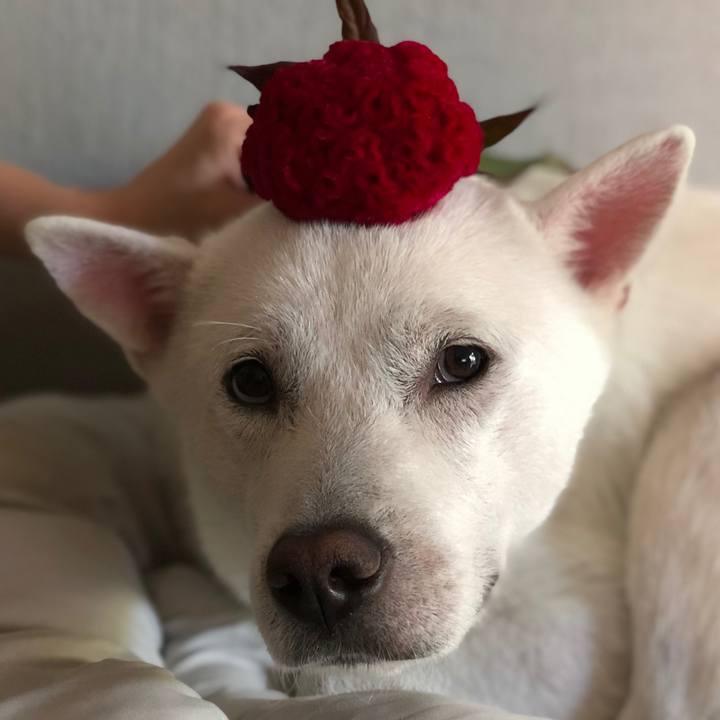 C1cad683 da8f 4c4f b6cb f025a9ff8bf1 1598687314938