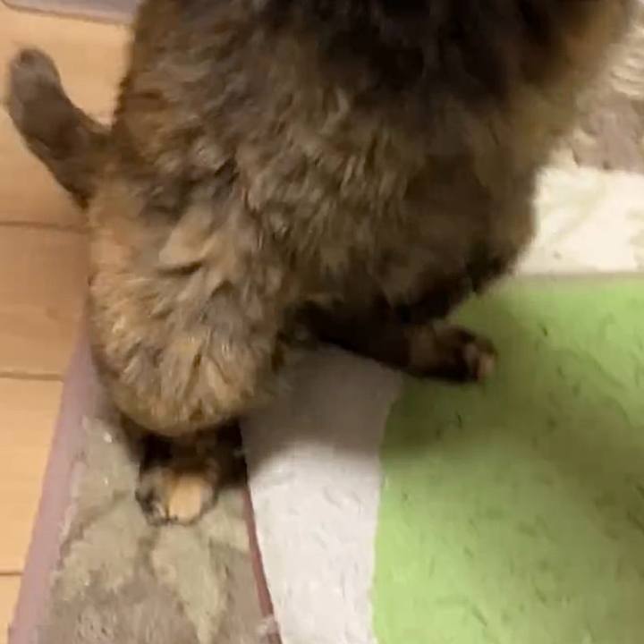 C1cbd176 b737 4b4a a4d7 4238509a488b 1733736960483