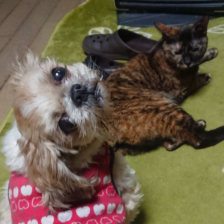 C1ccb322 a34a 4604 8fca f02794e2e2a0 1543590540667