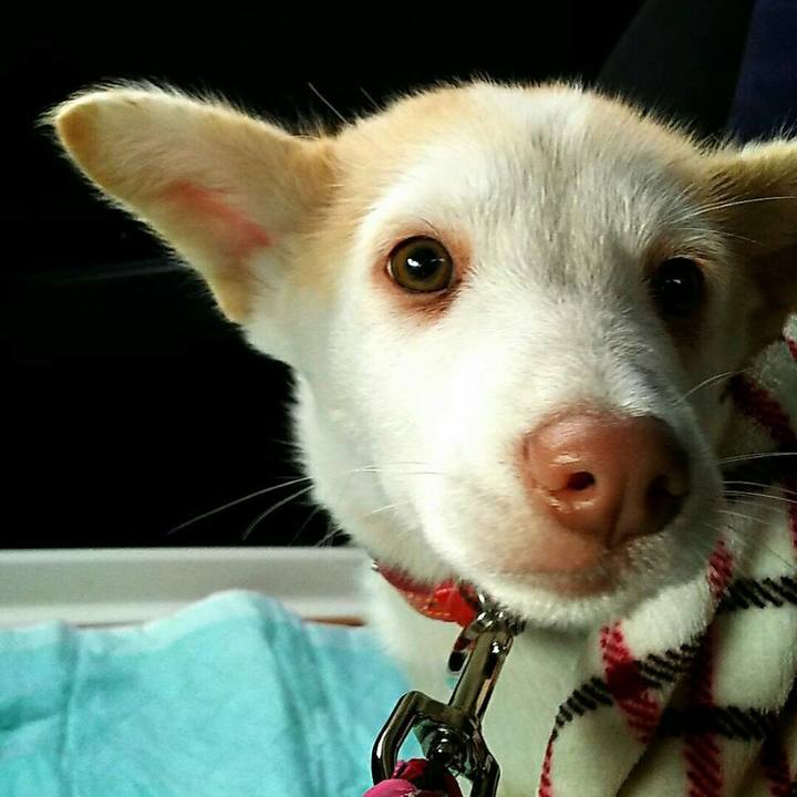 C1d2e2f4 4746 416e 95bd fcd10c63eb80 1509714084681