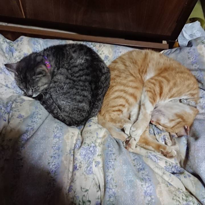 C1d3c4db 1fe6 4668 a9d0 879c624195c8 1590153443403