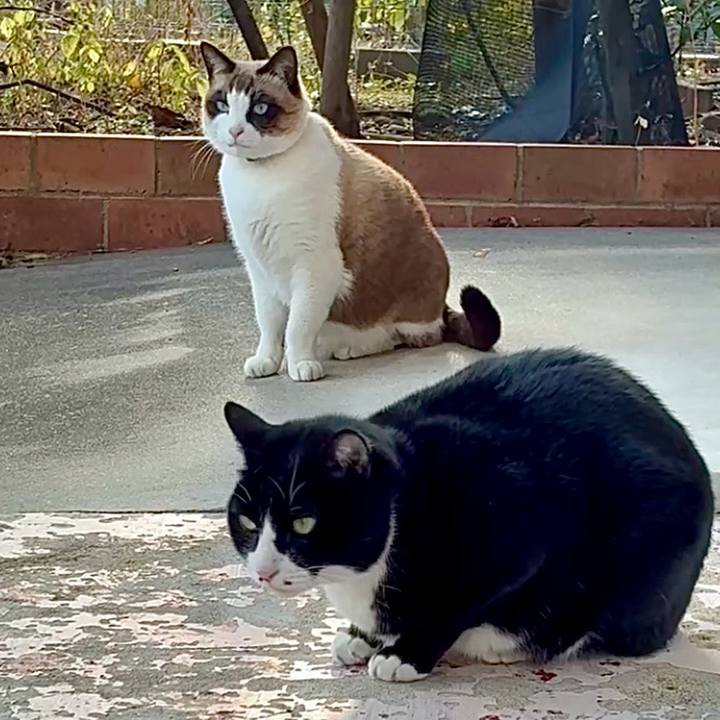 C1d44441 44ec 429d 8e56 8fa57a9cc431 1765784078461