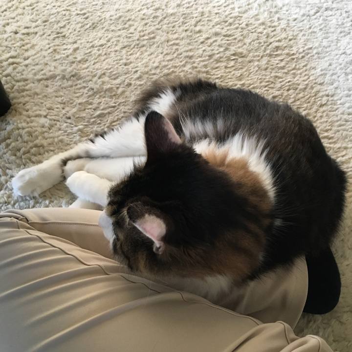 C1d6b3c8 61ba 4c43 8343 45842333cb0f 1513654462812