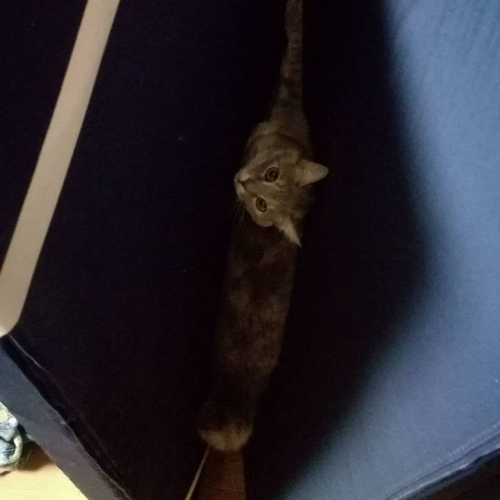 C1d750b9 5d50 4d82 b208 eb427b394ad0 1511535519152