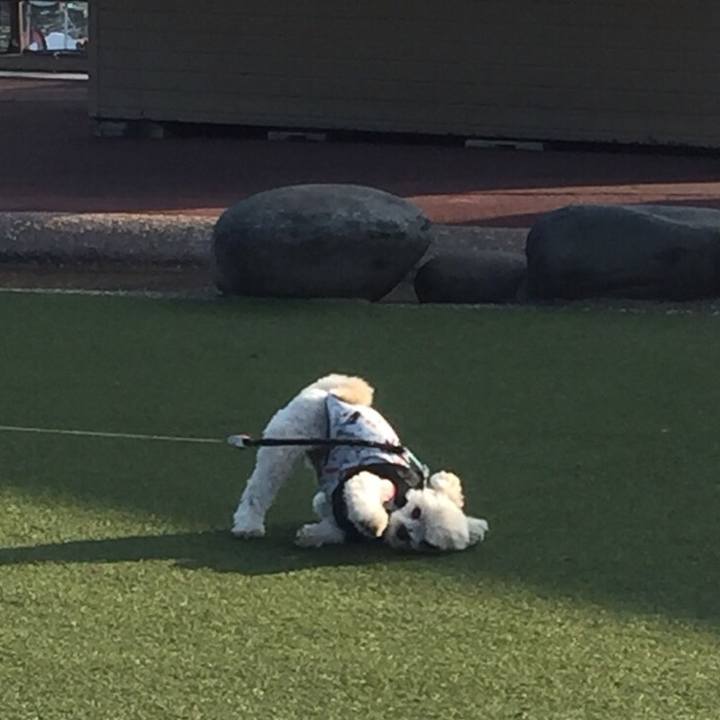 C1db9b4e d886 463a 8450 dfec25f2de44 1509452221151