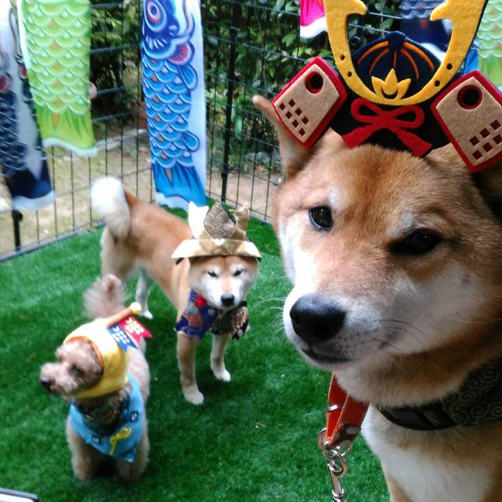 C1dbe631 11b6 47e4 8637 05f7de110440 1525255759534