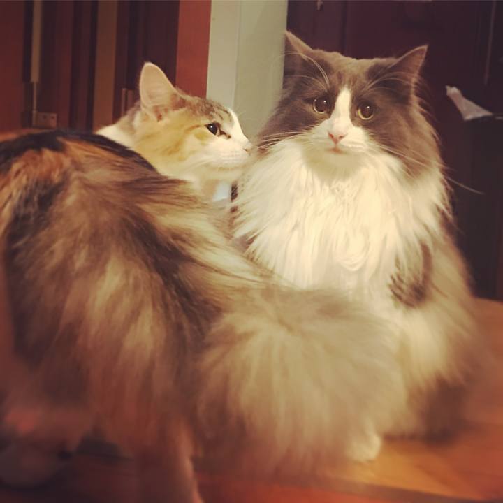 C1dc3c45 585a 481d 9329 2002d5ffb6e0 1517066699115