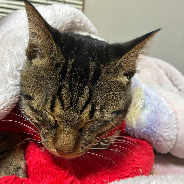 C1dcb435 ebde 48c8 9185 74c3cb4ba51d 1761728074142