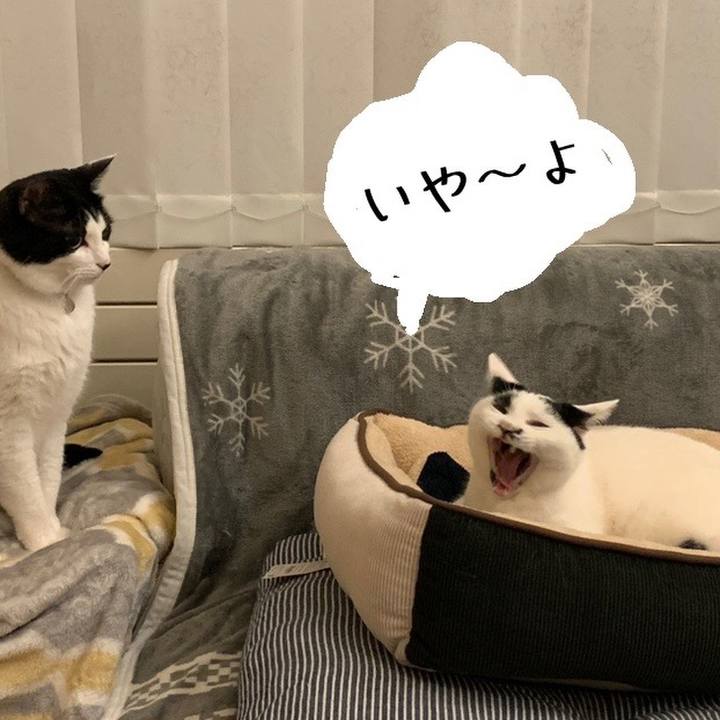 C1dcdc2d 514f 4a4b 95ca d17f66ac6ccc 1676638666491