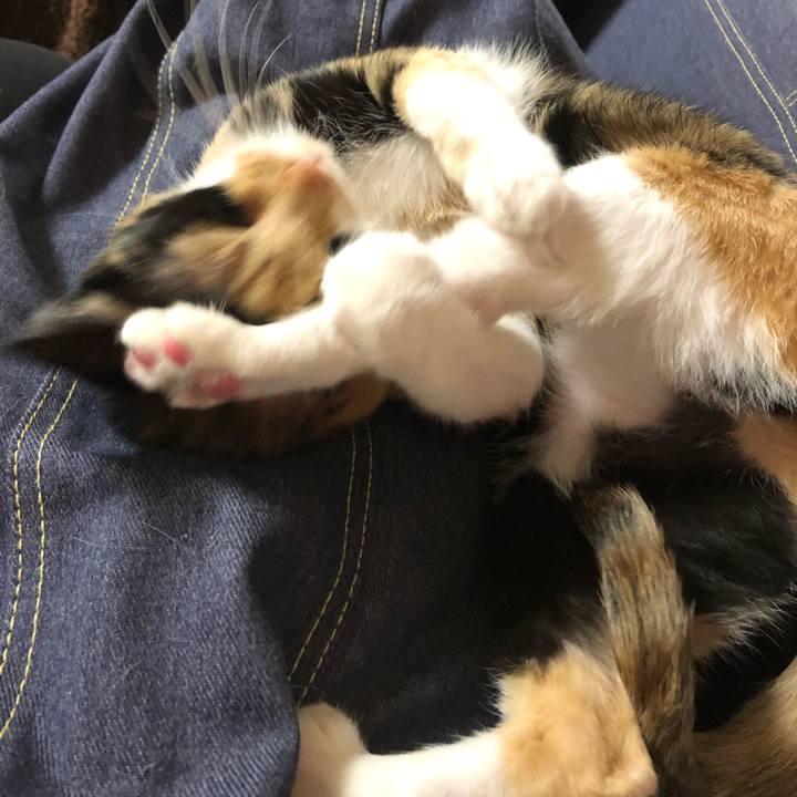 C1e08de5 1f9c 4df9 b71c e74fc15f87f9 1545583313161