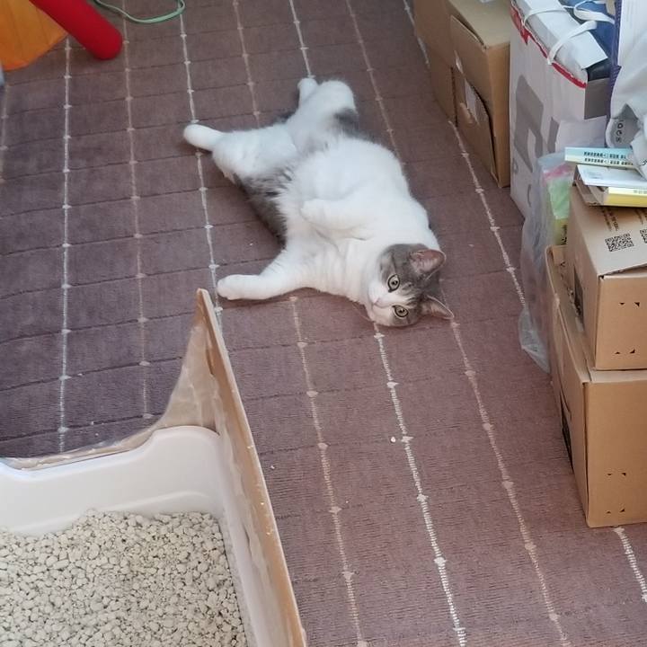 C1e33b4c 72dc 43f0 850b a0bab85c3e39 1692746235954