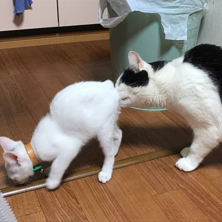 C1e39f56 b2ca 4f28 931b 2d99e7477b2d 1595595543407