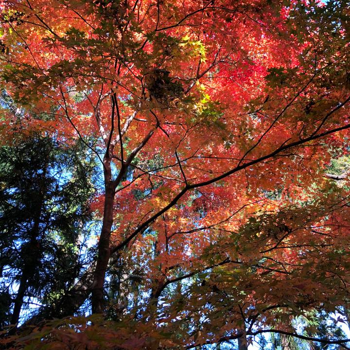 C1e3bf2a 6f22 44d1 8faf a1c4634ae524 1542420305029