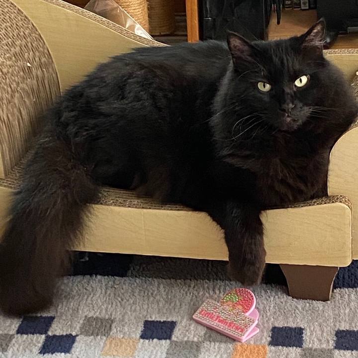 C1e4ab48 2cde 4cff ae74 7b8f6eadcda6 1597726145304