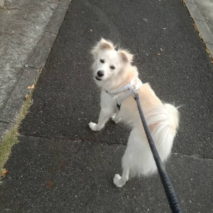 C1e51bb9 64a4 4d85 a096 9899766baa99 1509957427703