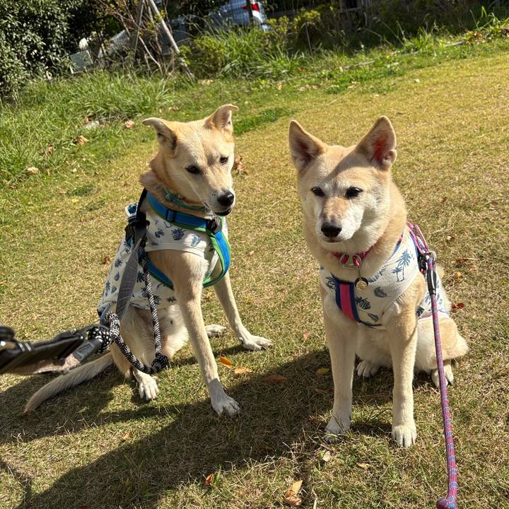 C1e5354a 3cb5 407a 8739 4924c7bfb9b8 1762231211876