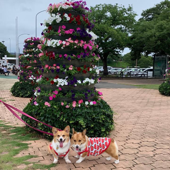 C1e5ef59 4020 4a8d 8ae1 7dc2d0f69777 1560058253335