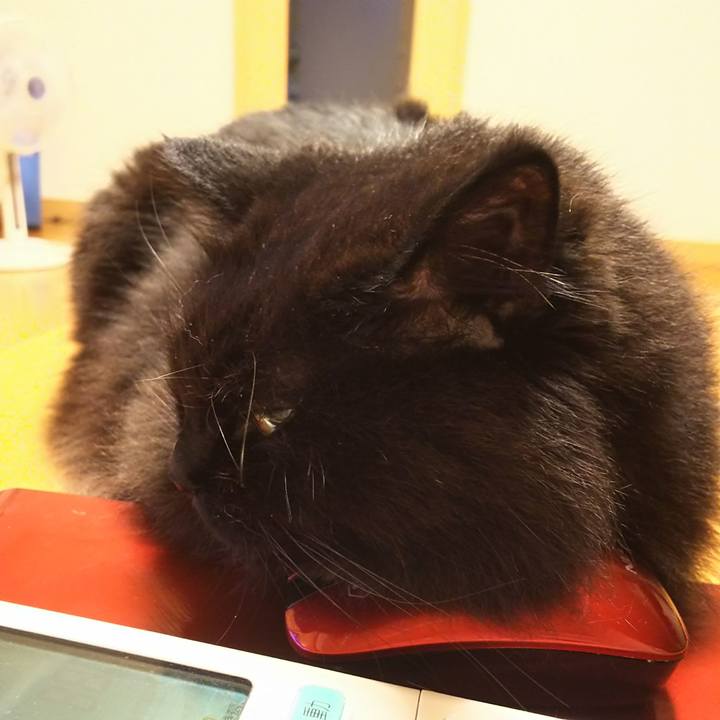 C1e6338e e147 4d85 a5f9 2b1bea157ba8 1530871153170